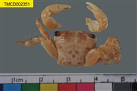 藏品(假相手蟹屬)的圖片